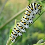 Caterpillars of black swallowtail butterflies can destroy crops in home gardens quickly. Watch out! If you click on this image, be forewarned.