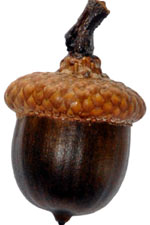 frontpg-acorn-nut