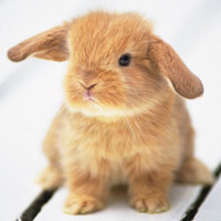 square-bunny-rabbit
