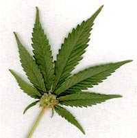 square-weed-marijuana